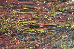 Juncus bulbosus