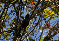 Priotelus roseigaster