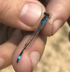 Ischnura fountaineae