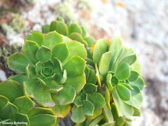 Aeonium lancerottense