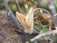 Eublemma cochylioides