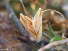 Eublemma cochylioides