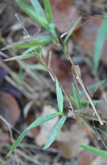 Dichanthelium scribnerianum