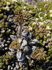 Anisotome lanuginosa