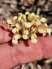 Pelargonium luteolum
