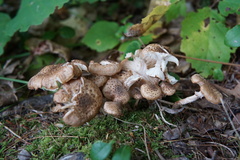 Armillaria gemina
