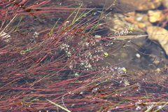 Juncus bulbosus