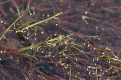 Juncus bulbosus
