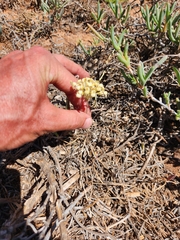 Pelargonium luteolum