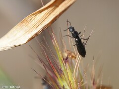 Dolichophron hartungii