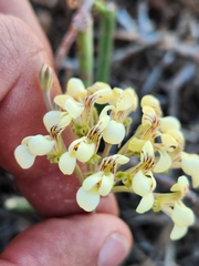 Pelargonium luteolum