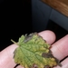 Ramularia urticae - Photo (c) Andy Donegan,  זכויות יוצרים חלקיות (CC BY-NC), הועלה על ידי Andy Donegan