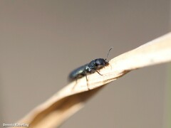 Dolichophron hartungii