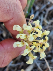 Pelargonium luteolum