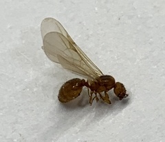 Pheidole bilimeki