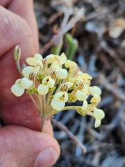 Pelargonium luteolum