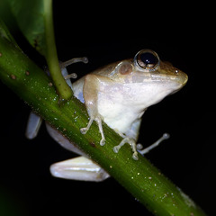 Craugastor fitzingeri