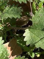 Urtica chamaedryoides