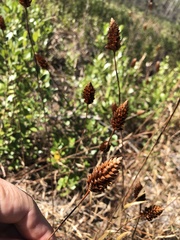 Xyris caroliniana