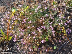 Spergularia purpurea