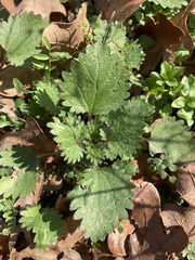 Urtica chamaedryoides