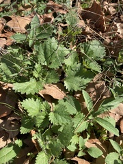 Urtica chamaedryoides