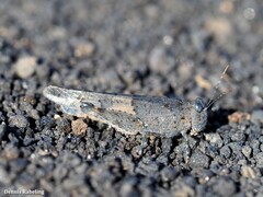 Sphingonotus pachecoi