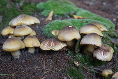 Tricholoma subsejunctum