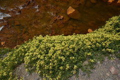 Verbena araucana