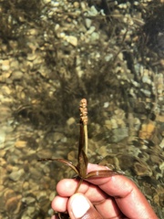 Potamogeton ochreatus
