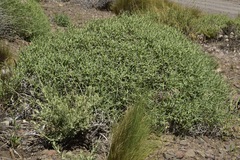 Azorella prolifera