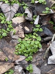 Chrysosplenium