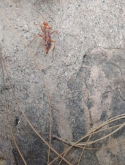 Tachypompilus mendozae