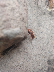 Tachypompilus mendozae