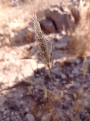 Enneapogon desvauxii