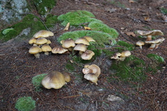 Tricholoma subsejunctum