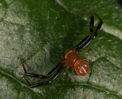 Misumenoides quetzaltocatl