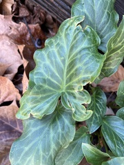 Arum italicum