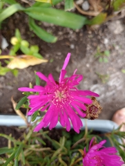 Lampranthus spectabilis