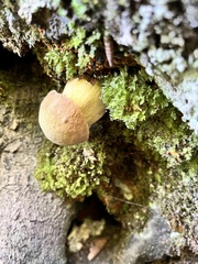 Suillellus luridus