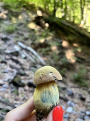 Suillellus luridus