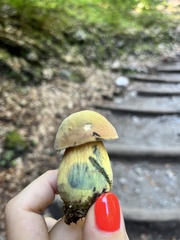 Suillellus luridus