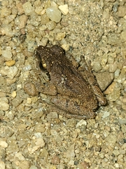 Amphibia