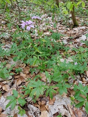 Cardamine bulbifera