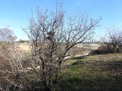 Pyrus bourgaeana