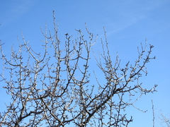 Pyrus bourgaeana