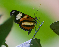 Placidina euryanassa