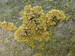 Teloschistaceae