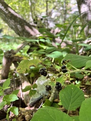 Rubus creticus