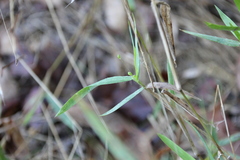 Dichanthelium scribnerianum